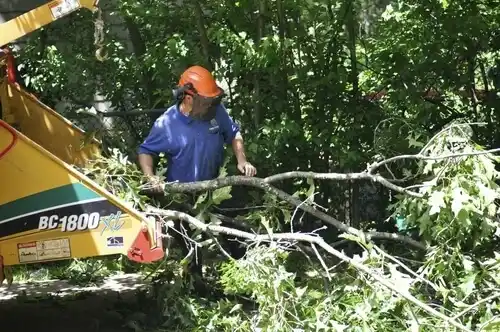 tree services Watertown